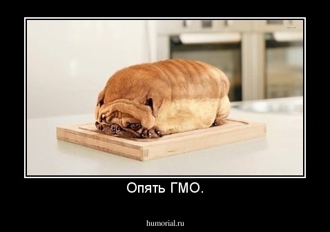 Опять ГМО.