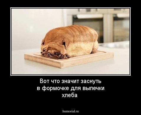 Вот что значит заснуть в формочке для выпечки хлеба
