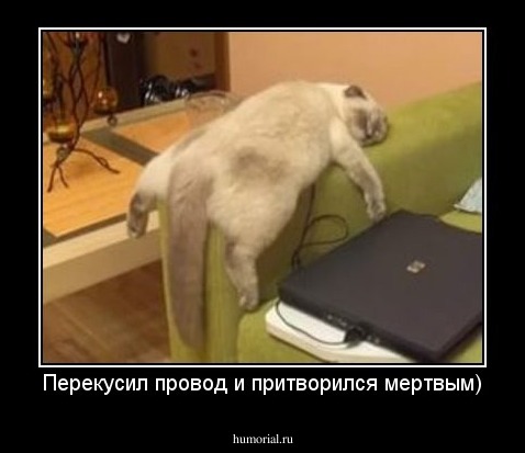 Перекусил провод и притворился мертвым)