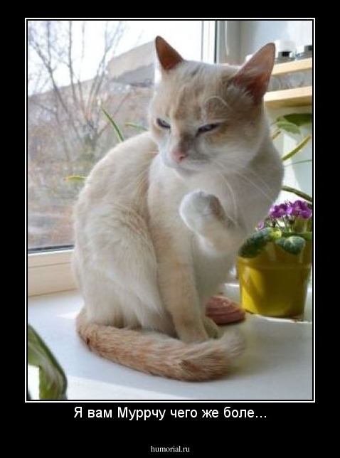 Я вам Муррчу чего же боле...