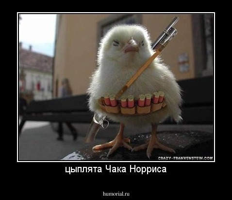 цыплята Чака Норриса
