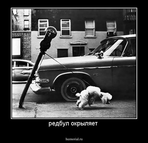 редбул окрыляет 