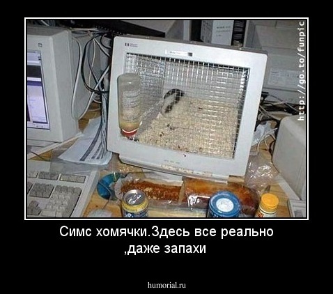 Симс хомячки.Здесь все реально ,даже запахи