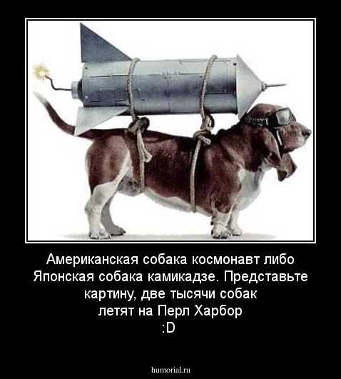 Американская собака космонавт либо Японская собака камикадзе. Представьте картину, две тысячи собак летят на Перл Харбор :D