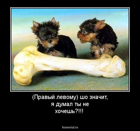 (Правый левому) шо значит, я думал ты не хочешь?!!!