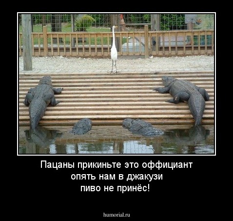 Пацаны прикиньте это оффициант опять нам в джакузи пиво не принёс!