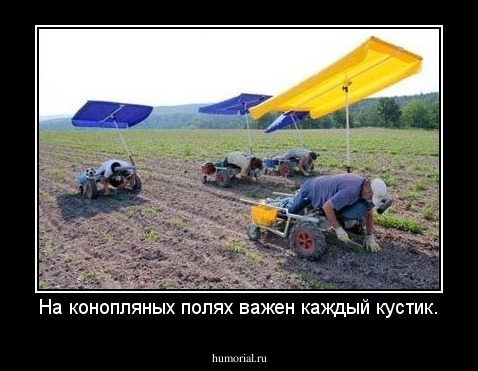 На конопляных полях важен каждый кустик.