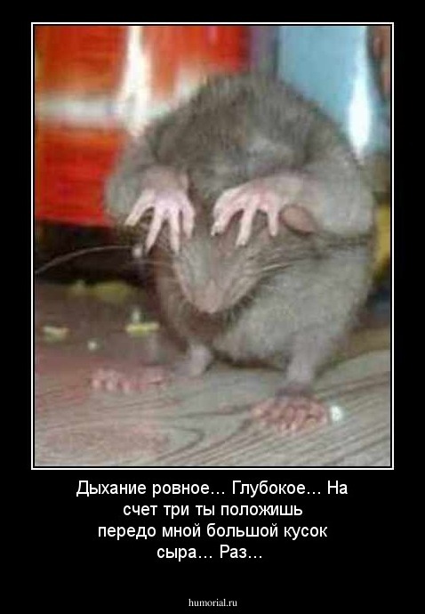 Дыхание ровное... Глубокое... На счет три ты положишь передо мной большой кусок сыра... Раз... 