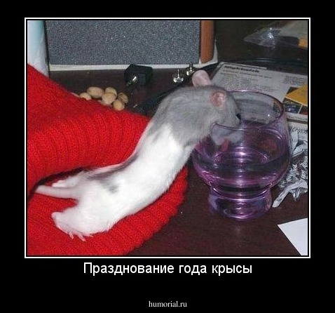 Празднование года крысы