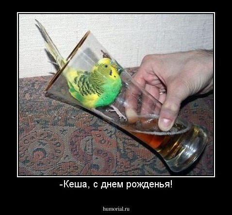 -Кеша, с днем рожденья!
