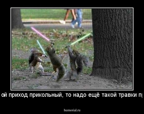 - Раз такой приход прикольный, то надо ещё такой травки прикупить!