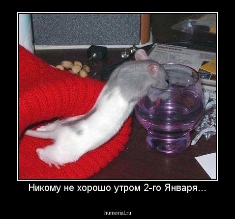 Никому не хорошо утром 2-го Января...