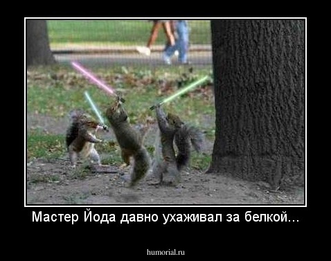 Мастер Йода давно ухаживал за белкой...