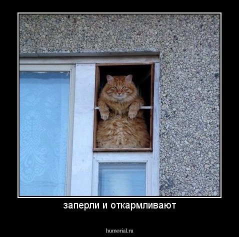 заперли и откармливают