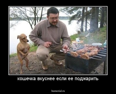 кошечка вкуснее если ее поджарить