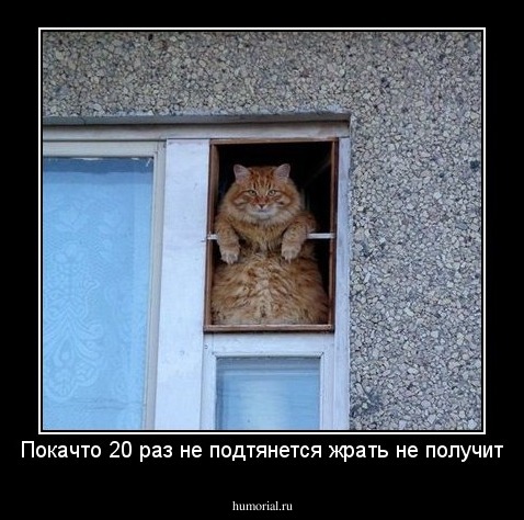 Покачто 20 раз не подтянется жрать не получит