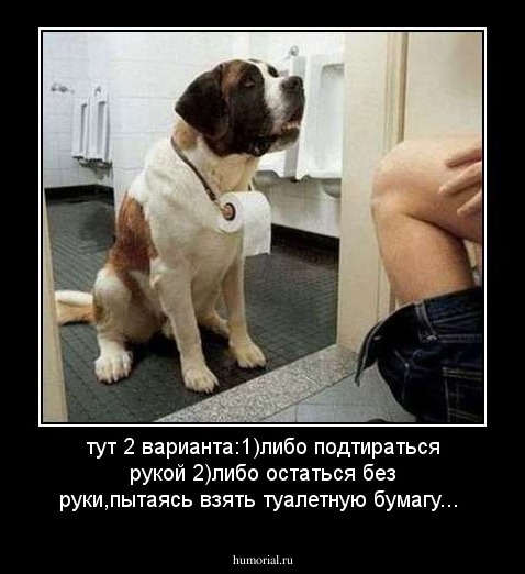 тут 2 варианта:1)либо подтираться рукой
2)либо остаться без руки,пытаясь взять туалетную бумагу...