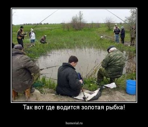 Так вот где водится золотая рыбка!