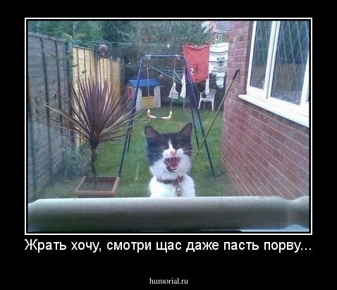 Жрать хочу, смотри щас даже пасть порву...