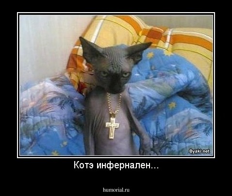 Котэ инфернален...