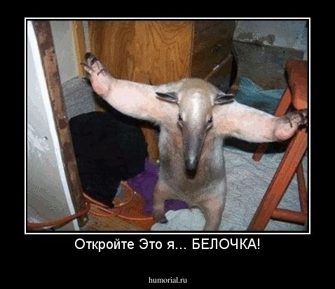 Откройте Это я... БЕЛОЧКА!