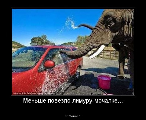 Меньше повезло лимуру-мочалке...
