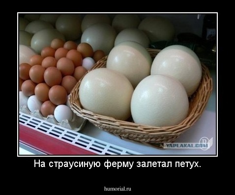 На страусиную ферму залетал петух.
