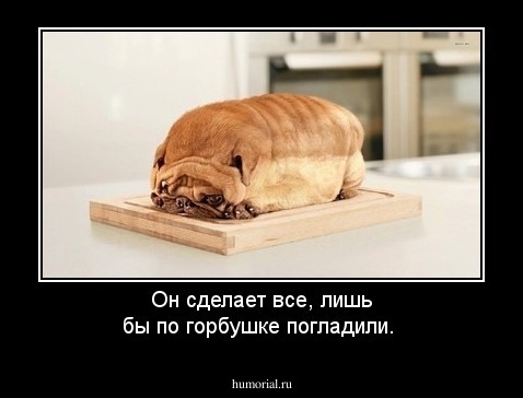 Он сделает все, лишь бы  по горбушке погладили.