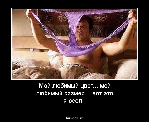 Мой любимый цвет... мой любимый размер... вот это я осёл!