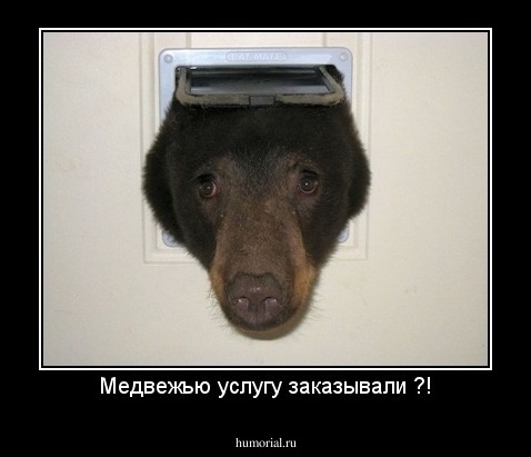 Медвежью услугу заказывали ?!