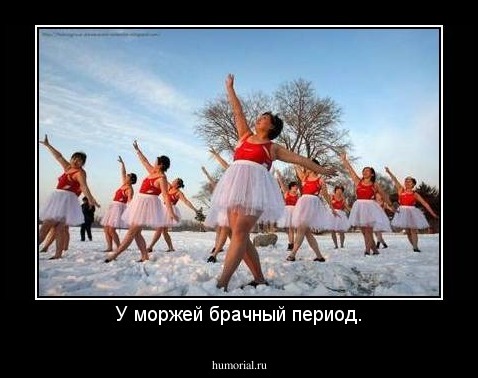 У моржей брачный период.