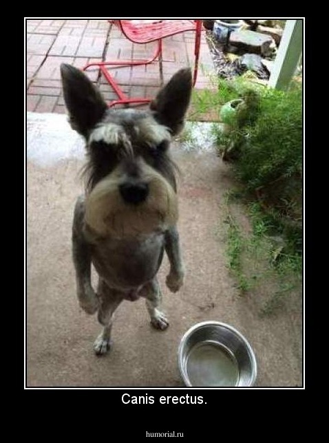 Canis erectus.