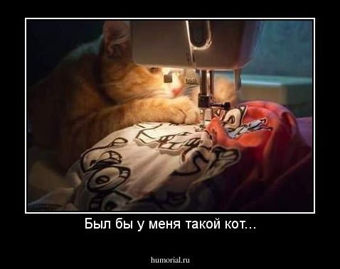 Был бы у меня такой кот...