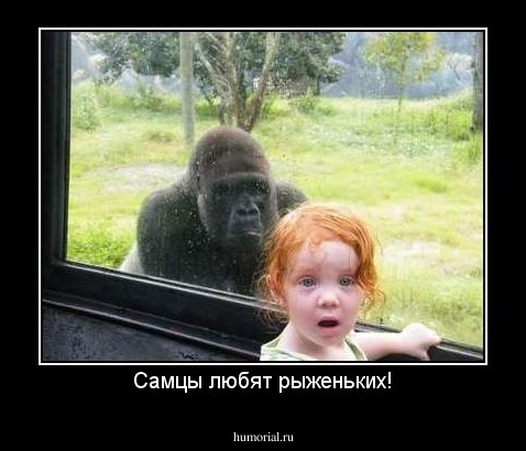 Самцы любят рыженьких!