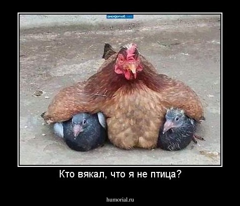 Кто вякал, что я не птица?