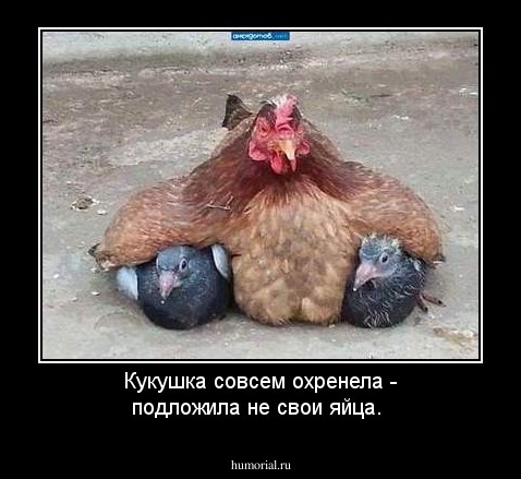 Кукушка совсем охренела - подложила не свои яйца.