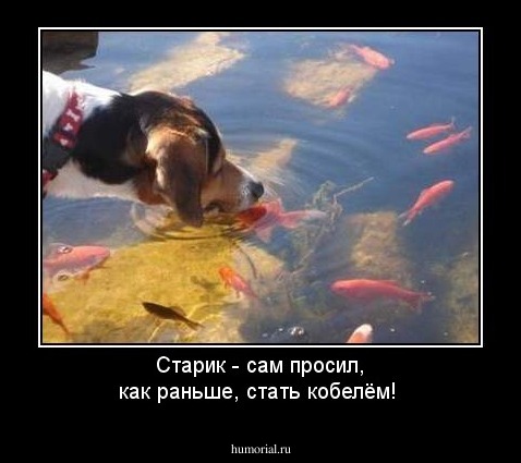 Старик - сам просил, как раньше, стать кобелём!