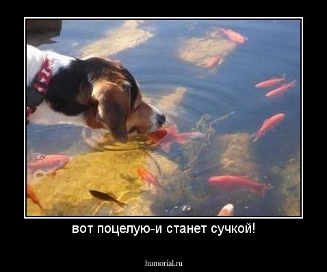 вот поцелую-и станет сучкой!