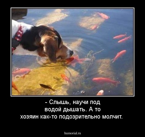 - Слышь, научи под водой дышать. А то хозяин как-то подозрительно молчит.
