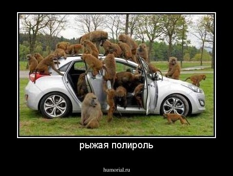 рыжая полироль