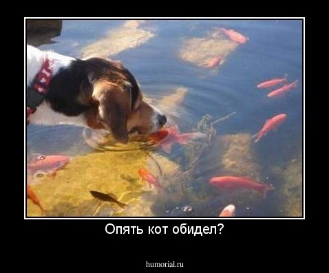 Опять кот обидел?