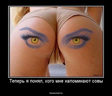 Теперь понятно, за что я люблю сов