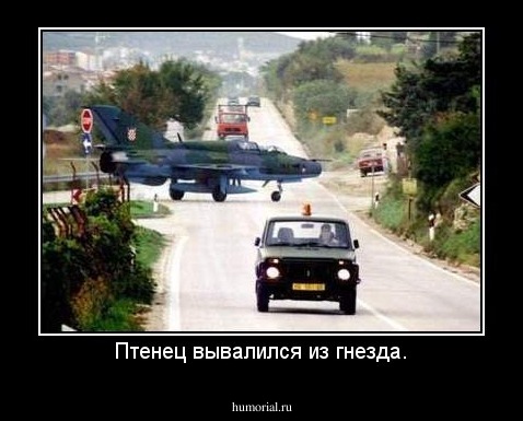 Птенец вывалился из гнезда.