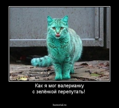 Как я мог валерианку с зелёнкой перепутать!