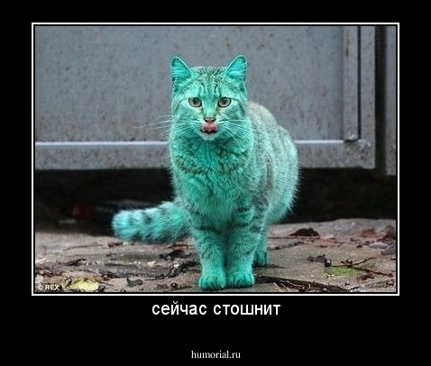 сейчас стошнит