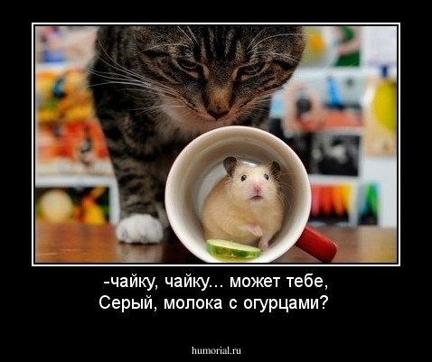 -чайку, чайку... может тебе, Серый, молока с огурцами?