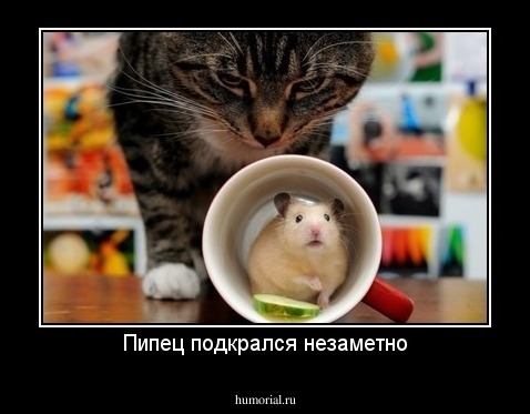 Пипец подкрался незаметно