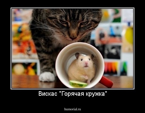 Вискас "Горячая кружка"
