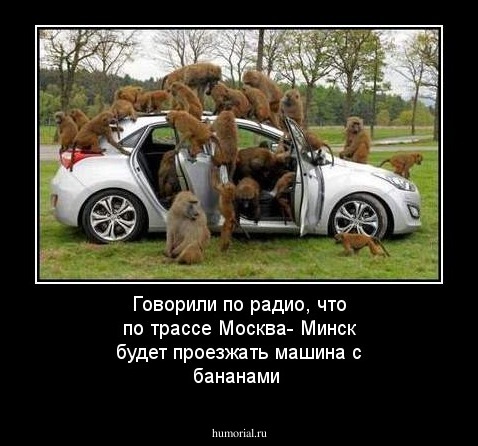 Говорили по радио, что по трассе Москва- Минск будет проезжать машина с бананами
