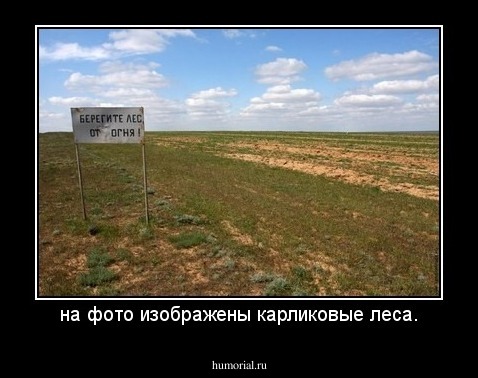 на фото изображены карликовые леса.